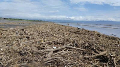 海葵颱風過後 林業保育署宜蘭分署提醒民眾 宜蘭縣境內海灘尚未開放撿拾漂流木 (2)